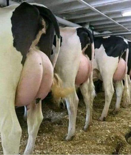 cows don't give milk